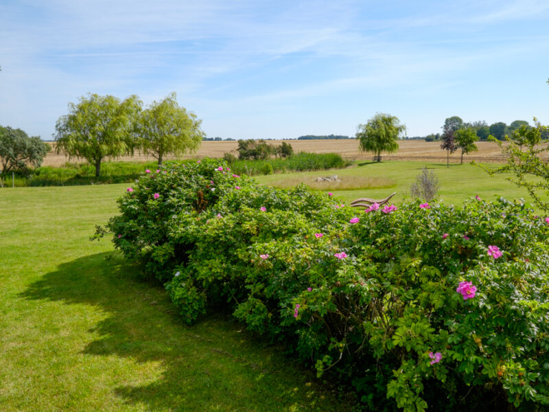 Blick in den Garten